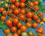 50 Sweetie Tomato Seeds Cherry Tomato Non-Gmo Fast Shipping Fast Shipping - £7.22 GBP