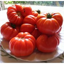 Aussie Tomato  10 Seeds  Garden Beautiful USA SELLER - £4.17 GBP