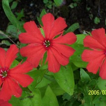 USA Seller Lychnis Chalcedonica Maltese Cross Seed Free Shipping - $15.34