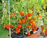 26 Seeds Patio Bush Tomato Seeds Organic Compact 36&quot;&quot; Plant Vegetable Ga... - $8.99