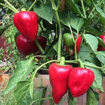 Pimento L Sweet Pepper Gardening Vegetable Seeds USA Fast Shipping - £13.28 GBP