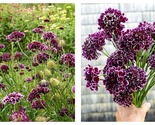 50 Seeds Scabiosa FOCAL SCOO Purple Lace Garden - $35.93