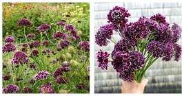 50 Seeds Scabiosa FOCAL SCOO Purple Lace Garden - £28.68 GBP