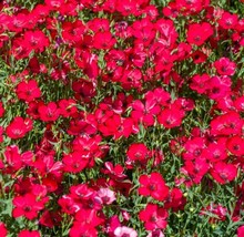 Fresh Garden Scarlet Flax Seeds | Non-GMO | Heirloom | Seeds - £7.08 GBP