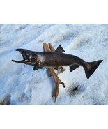Beautiful Salmon Fish Taxidermy Wall Mount Art Wildlife - £275.25 GBP