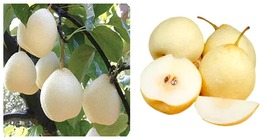 Pear Chinese White Sand Pear, 10 Seeds, juicy sweet and delicious green ... - £12.78 GBP