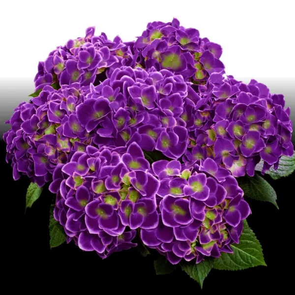 Violet Crown Hydrangea Rooted Starter Plant Garden - £42.35 GBP