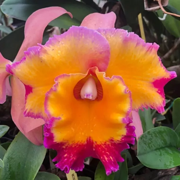 Rlc. Orchid Dick Smith house plant garden flowers 15 Seeds - £6.57 GBP