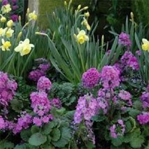 50 Seeds Lavender Fairy Primrose Primula Fast Plant Heirloom Seeds Now - £6.61 GBP