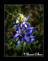 Texas Bluebonnet - WF0135C - Fine Art Photography - £13.98 GBP