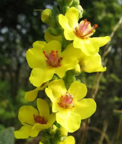 Verbascum Nigrum Dark Or Black Mullein 20 Seeds Fresh Garden - £18.84 GBP