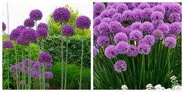 Allium PURPLE Bulb Live Flowers Plants in a Pot Gift - £19.24 GBP