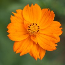 Tisseeds 40 Orange Cosmos Flower Seeds Organic Crop Of 2022 Fast Ship Us - $8.99