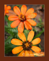 Orange Zinnia - DF0043C - Fine Art Photography - £13.98 GBP