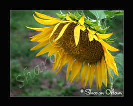 Sunflower - DF0051C - Fine Art Photography - £14.06 GBP