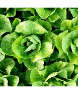 MX Lettuce Romaine Paris Seeds Crisp Leaves Non GMO Bulk Seed - $14.06 CAD