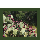 Texas Prickly Pear - CF0098-1C - Fine Art Photography - £13.77 GBP