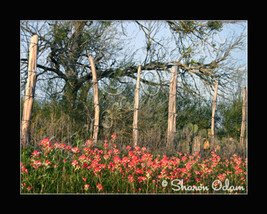 Rustic Texas Fence - WF0120C - Fine Art Print - £13.98 GBP