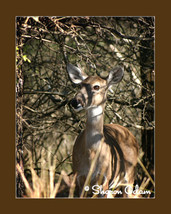 Texas Whitetail Deer - WL0068C - Fine Art Print - £13.97 GBP