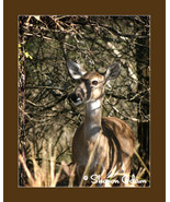 Texas Whitetail Deer - WL0068C - Fine Art Print - £13.78 GBP