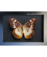 Lexias Aeropa Female Rare Orange-banded Butterfly Framed Entomology Shad... - £50.35 GBP