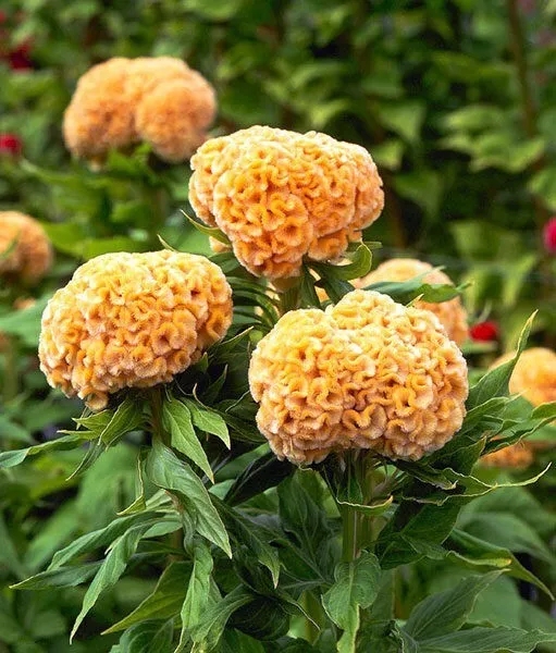30 Seeds Celosia Chief Gold Item image 2
