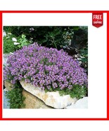 Heirloom Creeping Thyme Seeds - Attracting Pollinators &amp; Durable Landsca... - $38.03 CAD