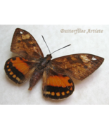 Rare Castnia Athis Inca Real Moth Framed Entomology Museum Quality Shado... - $3,654.77 MXN