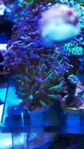 Live hammer coral frag .... green stem blue tip single head   - £27.51 GBP