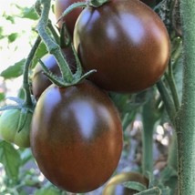 FA Store 30 Black Prince Tomato Seeds Heirloom Organic Fresh - £7.04 GBP