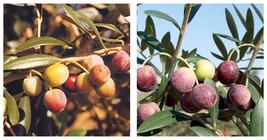 ONE SMALL ROOTED Arbequina Olive Tree-Olea Europea- STARTER PLANT - £31.17 GBP
