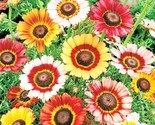 500 Painted Daisy Mixed Colors Pollinators Butterflies Perennial 500 See... - $8.99