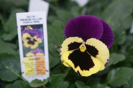 50 Pansy Seeds Delta Premium Yellow With Purple Wing Garden USA Seller - $14.25