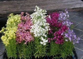 20 Toadflax Baby Snapdragon SeedsFrom US  - $8.35