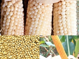 100+ Seeds White Japanese HULLESS POPCORN Summer Fall Vegetable Garden - $17.00