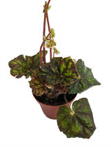 3.75&quot; Pot Cowardly Lion Begonia Plant Large Leaves  Collector&#39;s Series - £43.14 GBP