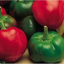 USA Seller Red Cherry Large Hot Peppers Type 1 Seeds Fast Shipping - $12.80