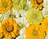 Lemon Meringue Zinnia Seeds 100 Seeds Non-Gmo Fast Shipping - £6.40 GBP