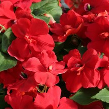 USA Seller Impatiens Seeds 25 Athena Red Trailing Impatiens Variety - $23.10