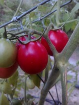 Pearly Pink Cherry Tomato *Heirloom* 20 Seeds From US - $9.59