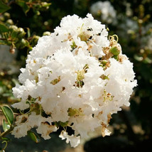 20 + Natchez Cape Myrtle Seeds Tree Flower Perennial Flowers Seed 1222 From Us - $9.79