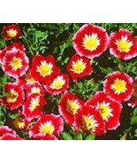 50 Morning Glory Red Ensign Dwarf Garden Starts Nursery Flower Seeds - $21.85