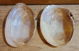 TENNESSE PINK MUSSEL SHELLS - POSSIBLY POLISHED - 1 Pair - $12.95
