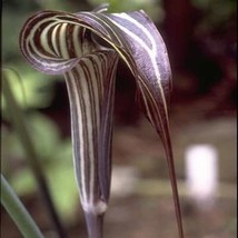 8 Seeds Arisaema Ciliatum Fresh Seeds Garden - £14.57 GBP