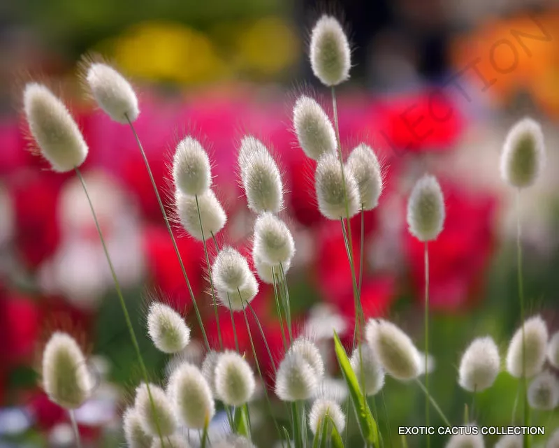 EXOTIC LAGURUS OVATUS bunny tails hare&#39;s tail grass flowering seed 15 seeds - $11.99