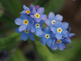 401+ Forget Me Not Flower Seeds - $17.85