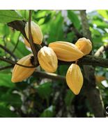 Theobroma Cacao Chocolate Live fruit tree 12”-24” - $41.98