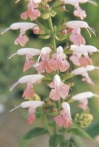 TH 40 Salvia Sumer Jewel Pink Coccinea Flower Seeds/Perennial/Drought - £11.63 GBP