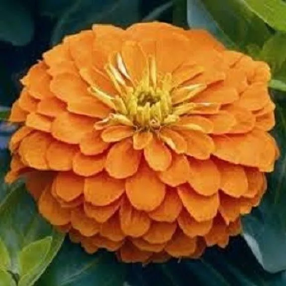 30 Giant Inca Orange Cactus Zinnia Annual Flower Fresh Seeds for Planting - £14.75 GBP