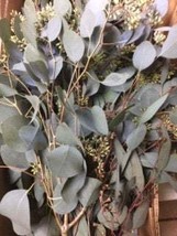Seeded Eucalyptus Floral arranging  ( 6 nice big bunches  ) - £67.72 GBP